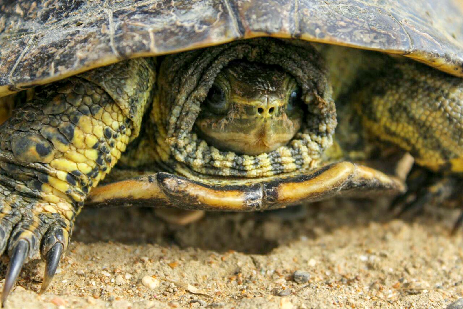 turtle