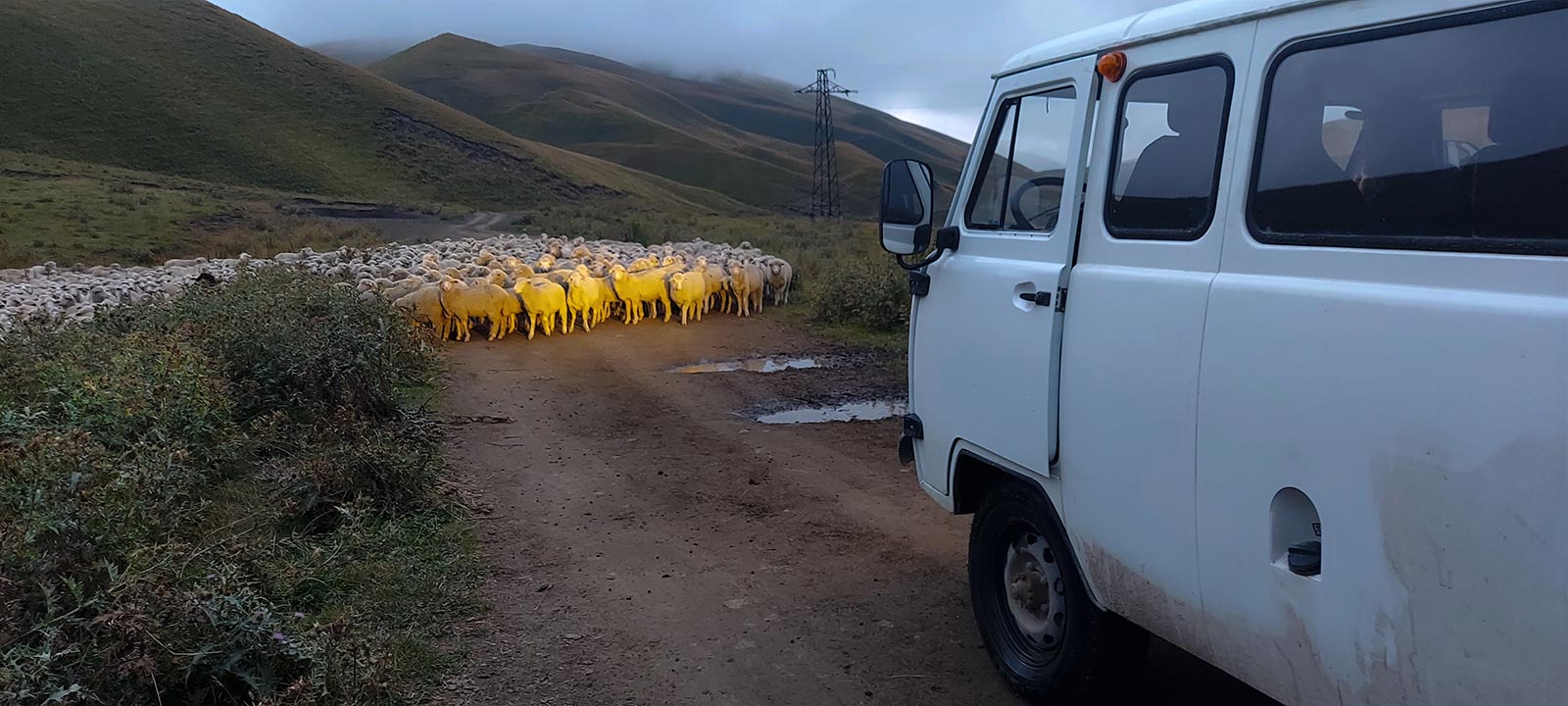thomas uwe sheep